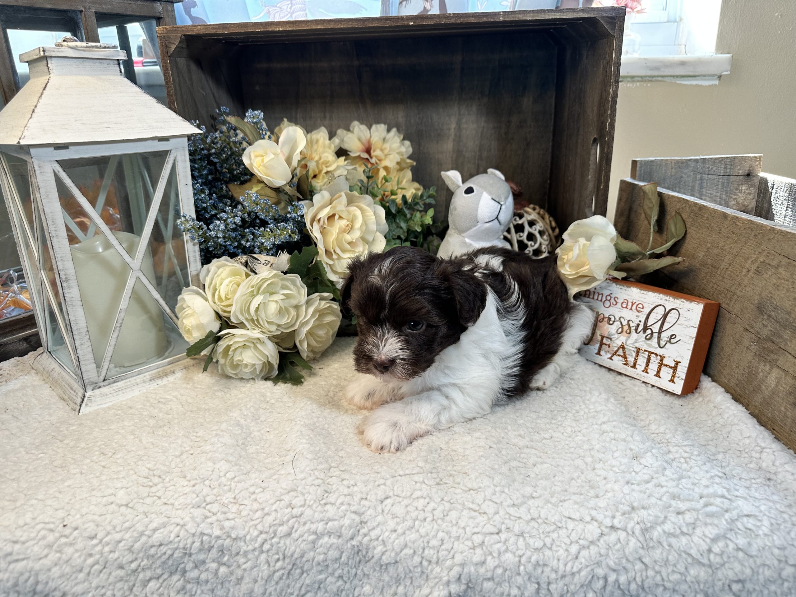 Oakley | Arabella Havanese